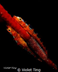 Gobies and eggs by Violet Ting 